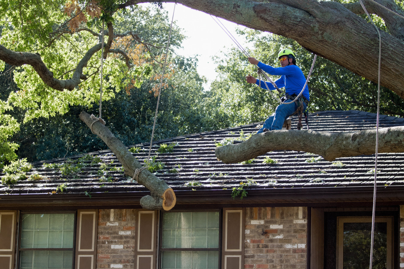 Tree removal in Ridgecrest, CA